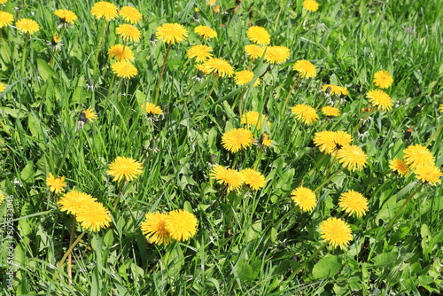 Background with dandelions in sunny day