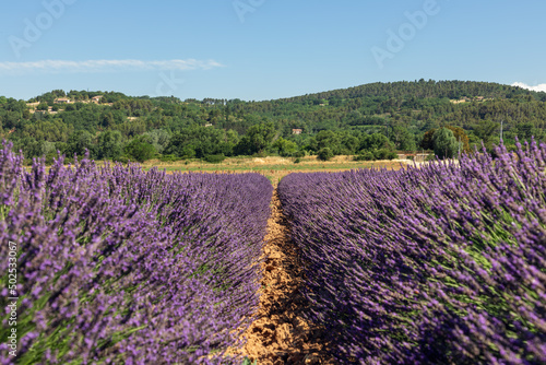 Dense purple rows of lavender bushes with young green stems, behind green deciduous forest under clear blue sky of Provence, Vaucluse, France photo