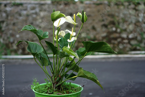 Natural Anthurium Sierra White. House plant. Flamingo plant. Peace Lily plant.             photo