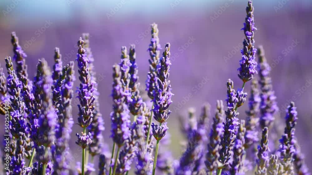 Lavender fields in bloom in Provence, France. Flowering seasons. Attraction trip for french vacation. Lavender fields in bloom in Provence, France. Flowering seasons. Attraction trip for french vacation.