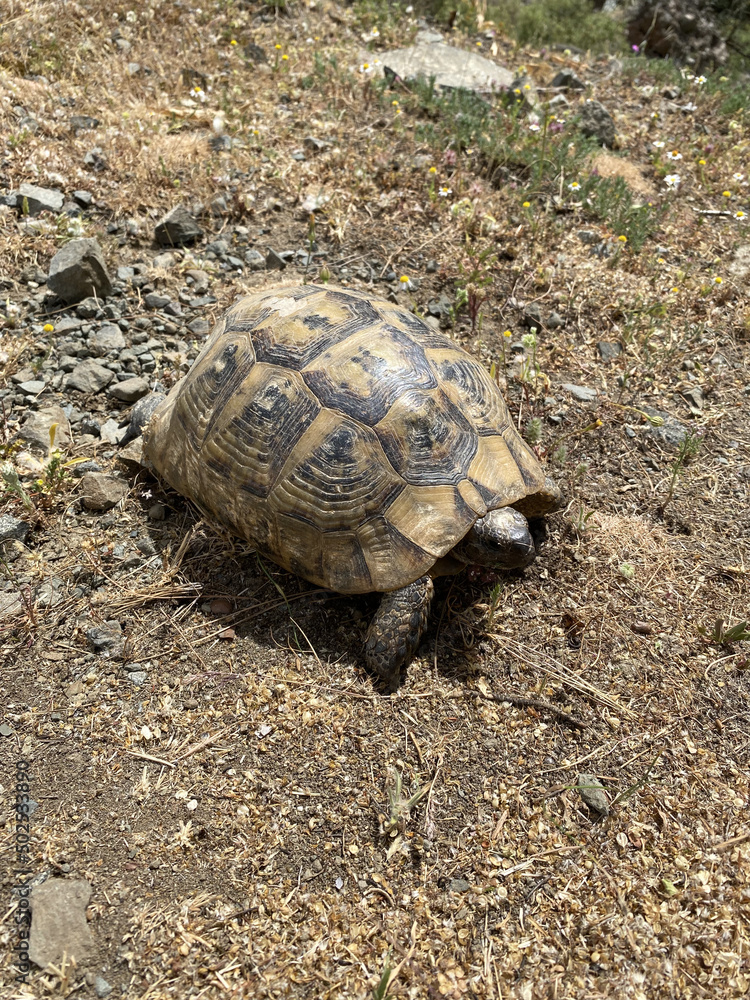Land turtle in the mountains of Turkey in summer, close up Land turtle in the mountains of Turkey in summer, close up