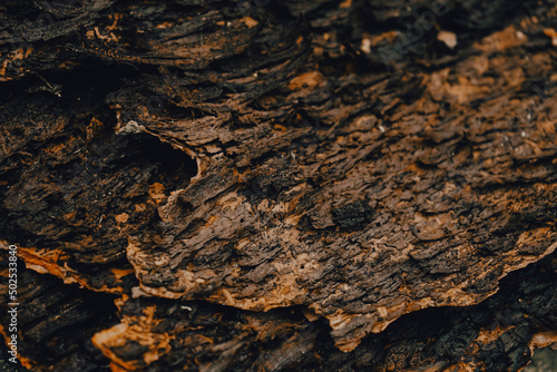 Dark and moody organic texture of  raw pine bark