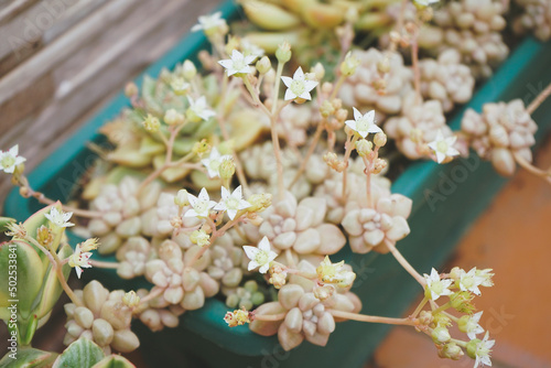Image of a graptopetalum mendozae flowering in spring photo