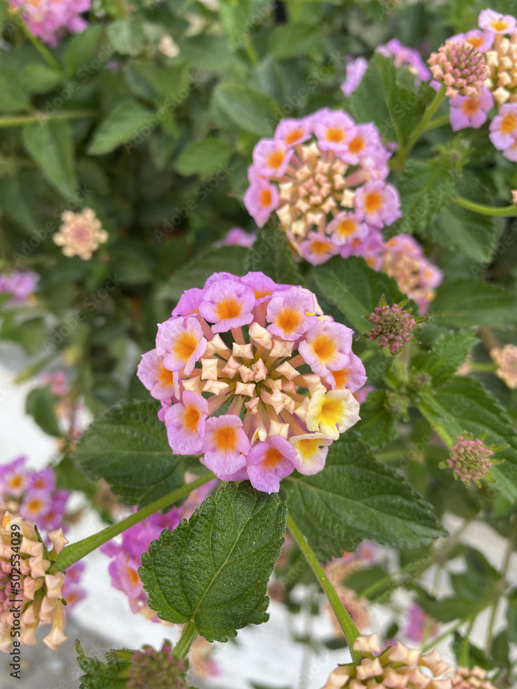 Lantana camara (tahi ayam, sailara, tembelekan, common lantana, big sage, wild sage, red sage, white sage, tick berry, West Indian lantana, umbelanterna) with natural backrgound. Lantana camara (tahi ayam, sailara, tembelekan, common lantana, big sage, wild sage, red sage, white sage, tick berry, West Indian lantana, umbelanterna) with natural backrgound.