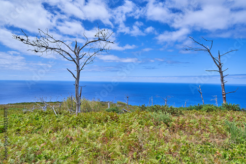 Coast at the lighthouse Ponta do Pargo on Madeira, beautiful madeira coastline, lonely trees photo