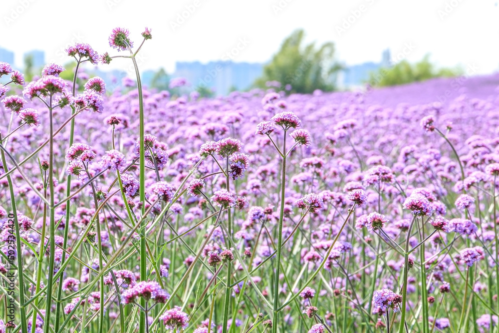 Fototapeta premium Close up of pretty purple violet pink Purpletop Vervain flowers (also known as Verbena Bonariensis) in a field of blooming Purpletop Vervains during spring summer, beautiful natural landscape