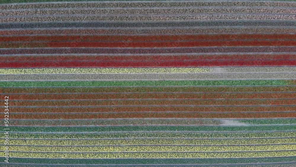 Colorful flower fields in the Bollenstreek, The Netherlands filmed with a drone, descending Colorful flower fields in the Bollenstreek, The Netherlands filmed with a drone, descending