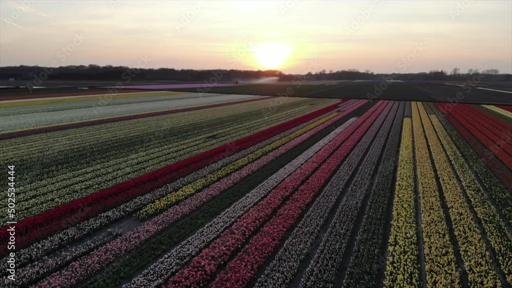 Colorful flower fields in the Bollenstreek, The Netherlands filmed with a drone in sunset, golden hour Colorful flower fields in the Bollenstreek, The Netherlands filmed with a drone in sunset, golden hour