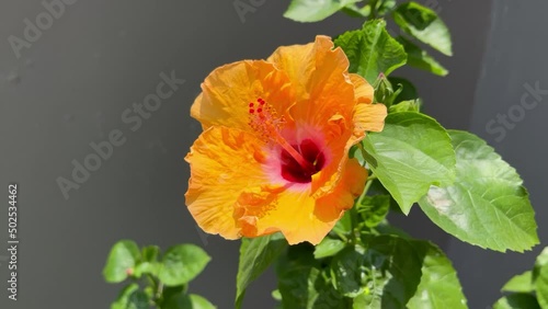 Wallpaper Mural Natural of beautiful flower isolation. The flower attached with the wind isolation. Torontodigital.ca