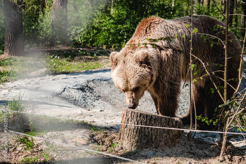 Billede på lærred rescued brown bear in a wildlife sanctuary