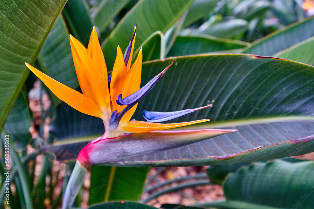 Obraz premium Strelitzia reginae, crane flower, closeup, bird of paradise, garden on Madeira