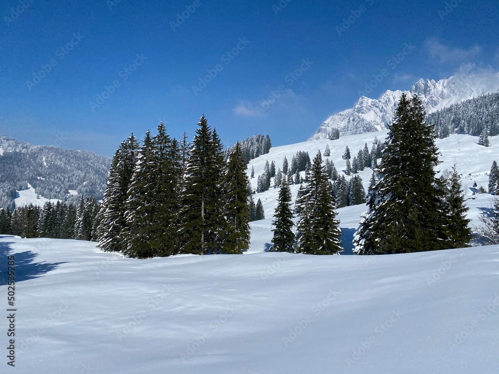 Picturesque canopies of alpine trees in a typical winter atmosphere after the spring snowfall over the Obertoggenburg alpine valley and in the Swiss Alps - Nesslau, Switzerland (Schweiz)