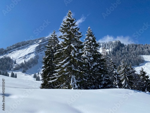 Picturesque canopies of alpine trees in a typical winter atmosphere after the spring snowfall over the Obertoggenburg alpine valley and in the Swiss Alps - Nesslau, Switzerland (Schweiz) © Mario