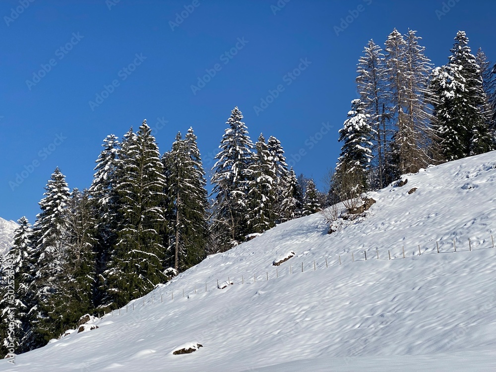 Picturesque canopies of alpine trees in a typical winter atmosphere after the spring snowfall over the Obertoggenburg alpine valley and in the Swiss Alps - Nesslau, Switzerland (Schweiz)