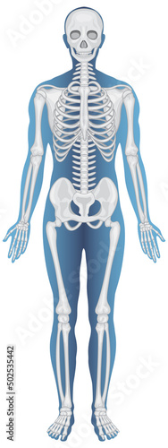 Anatomical Structure Human Skeleton