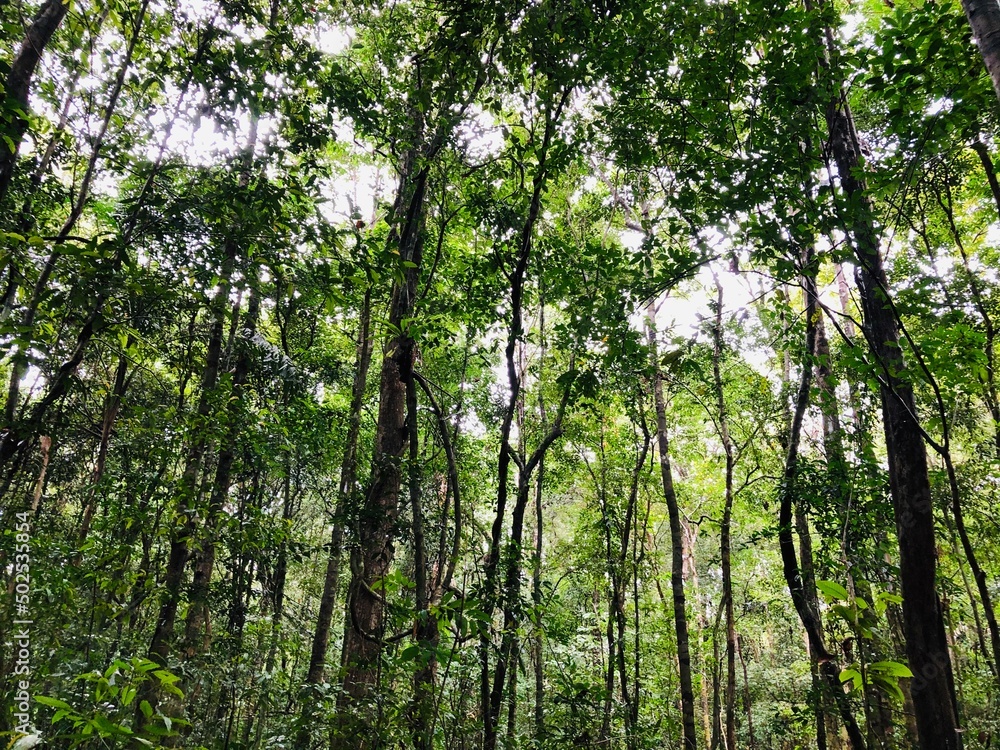 Lost in the beautiful forest in the morning, on Phu Quoc Island, Vietnam. Lost in the beautiful forest in the morning, on Phu Quoc Island, Vietnam.