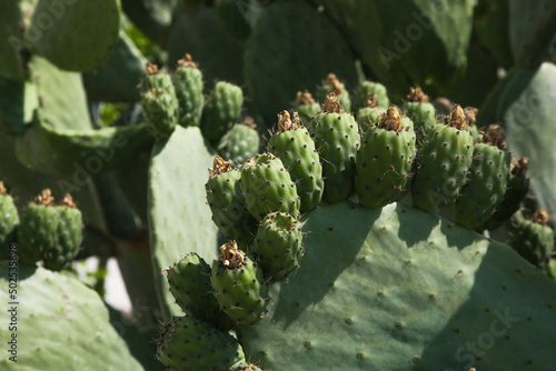 Close up image of prickly pear cactus in the sunlight