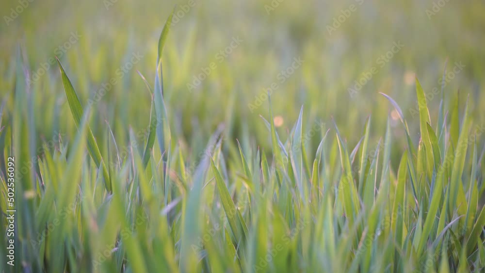 Green wheat field in countryside, close up. Field of wheat blowing in the wind at sunny spring day. Ears of barley crop in nature. Agronomy, industry and food production, Green wheat field in countryside, close up. Field of wheat blowing in the wind at sunny spring day. Ears of barley crop in nature. Agronomy, industry and food production,