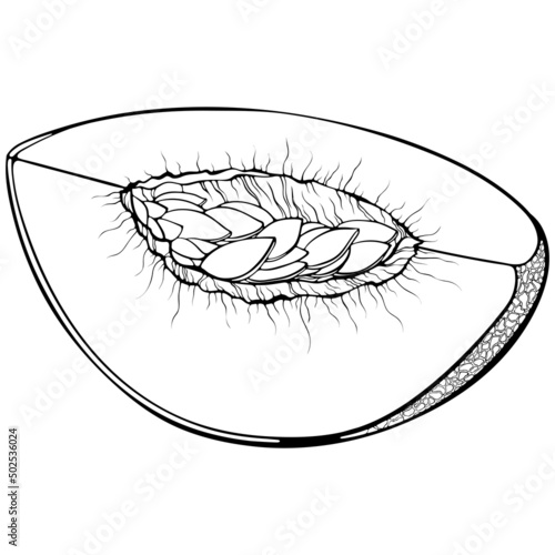 Quarter melon. Vector illustrations in hand drawn sketch doodle style. Line art botanical food isolated on white. Close up slice melon fruit. Element for coloring book, design, print.