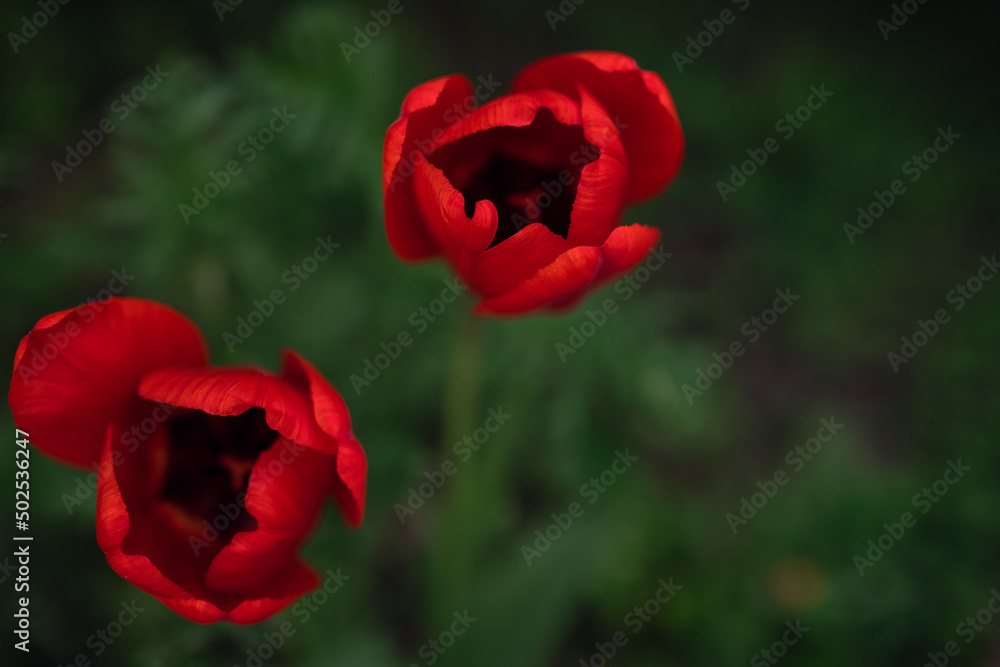 red tulips in the garden red tulips in the garden
