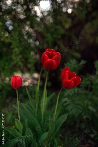 red tulips in the garden © Aleksandra