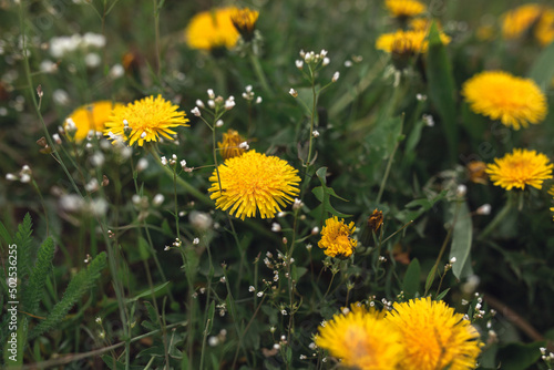 dandelions in the grass