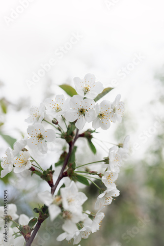 white cherry blossom