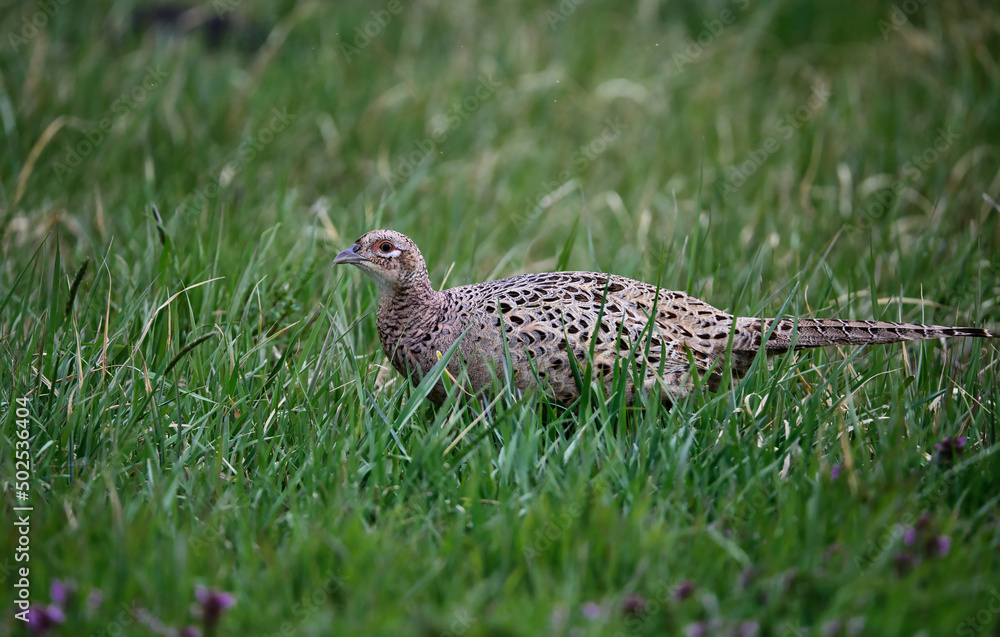 bird, tier, fasan, natur, wild lebende tiere, wild, gras, bird, tier, fasan, natur, wild lebende tiere, wild, gras,
