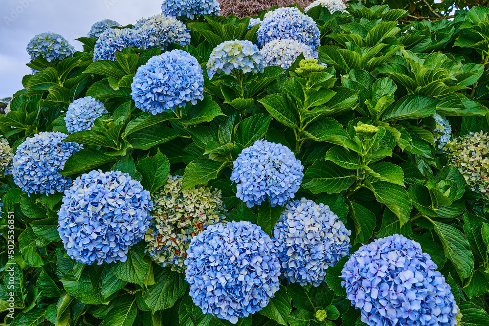 Jardim tropical garden, island Madeira, blue Hydrangea, vacation of flowers Jardim tropical garden, island Madeira, blue Hydrangea, vacation of flowers