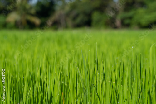 Paddy field close up foreground and blur background