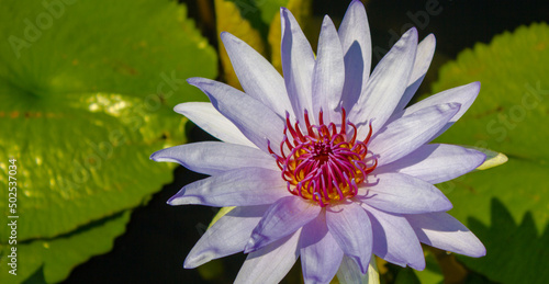 pink lotus flower