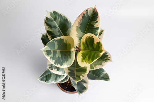 Ficus Elastica Tineke aka Rubber Fig variegated plant leaf close up in isolated white background photo
