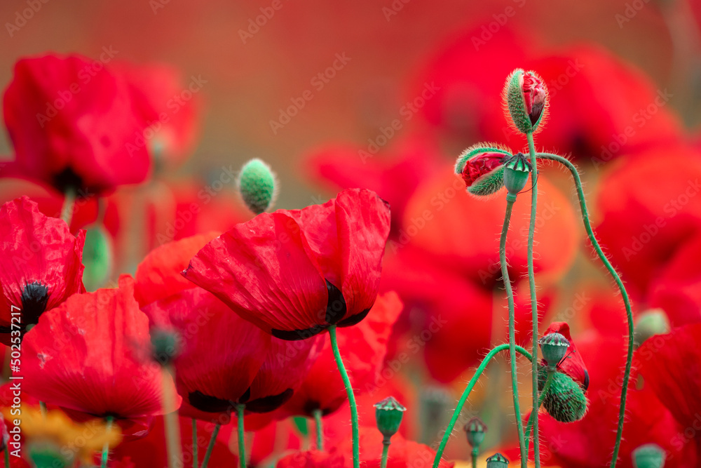Obraz premium beautiful red poppy flower opened in spring