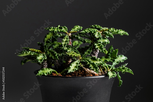 Euphorbia Decaryi plant close up in black plastic pot with isolated black background
