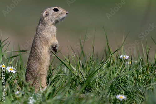 Cute European ground squirrel (Spermophilus citellus) sitting on a field eating grass