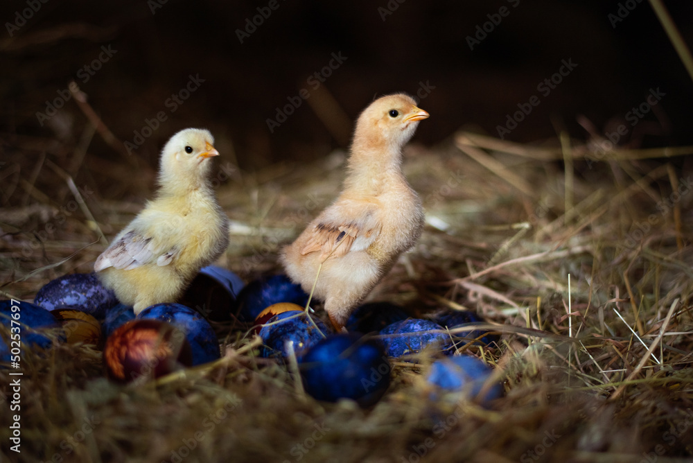 Easter baby chicken