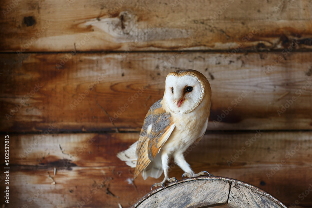 Obraz premium Barn owl (Tyto alba) sitting in an old barn in Gelderland in the Netherlands.