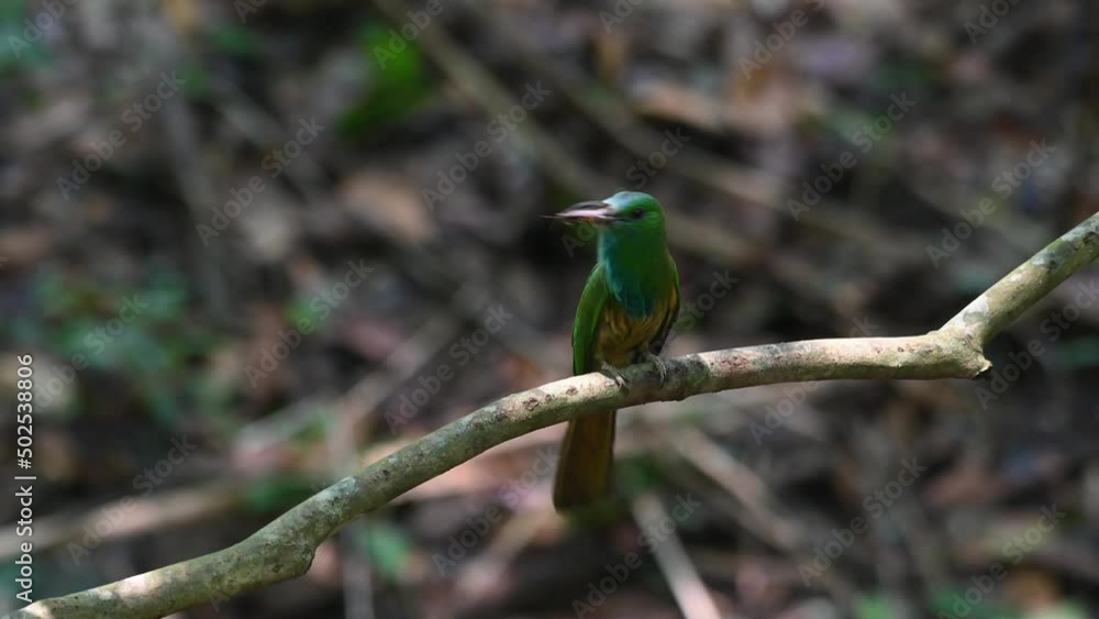 Looking around while wagging its tail and also making sounds then flies away to deliver to its nestlings, Blue-bearded Bee-eater, Nyctyornis athertoni, Kaeng Krachan National Park, Thailand. Looking around while wagging its tail and also making sounds then flies away to deliver to its nestlings, Blue-bearded Bee-eater, Nyctyornis athertoni, Kaeng Krachan National Park, Thailand.