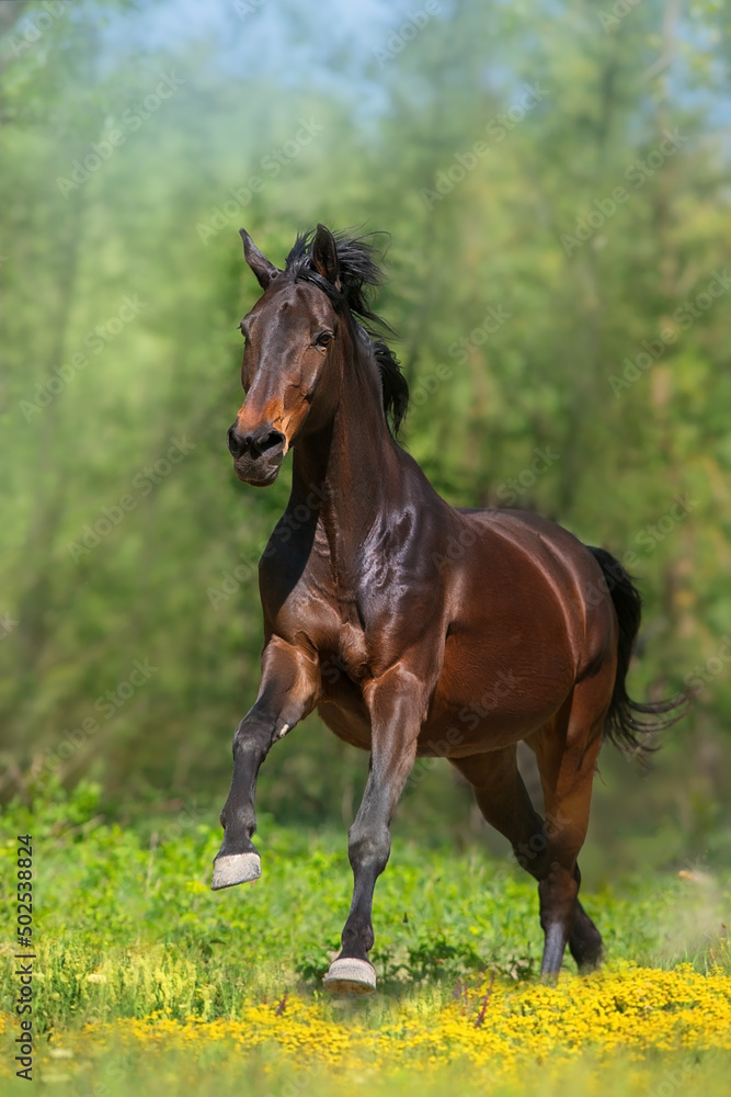 Bay stallion free run Bay stallion free run