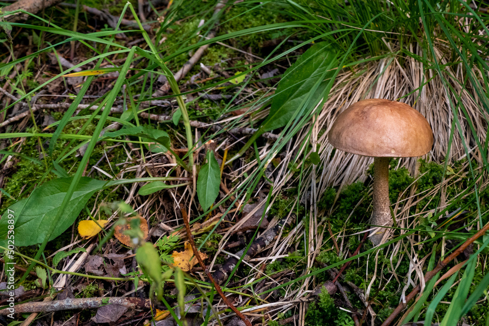 The vegetation of the forest. Small sturdy white mushroom in green grass. The vegetation of the forest. Small sturdy white mushroom in green grass.