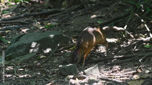 Seen feeding on the ground deep in the shadow of the forest facing to the left, Lesser Mouse Deer Tragulus kanchil, KAeng Krachan National Park, Thailand. photo