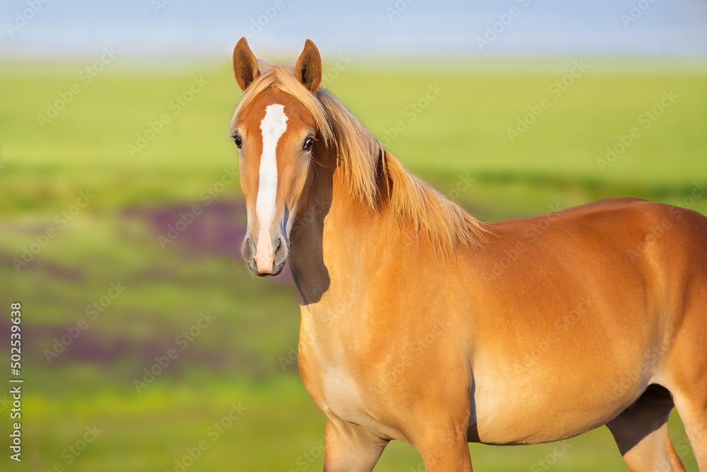 Fototapeta premium horse in the field