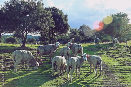 Rebaño de ovejas merinas en una dehesa de encinas. Escena rural del sur de España en un atardecer. El Granado, Huelva, España. photo