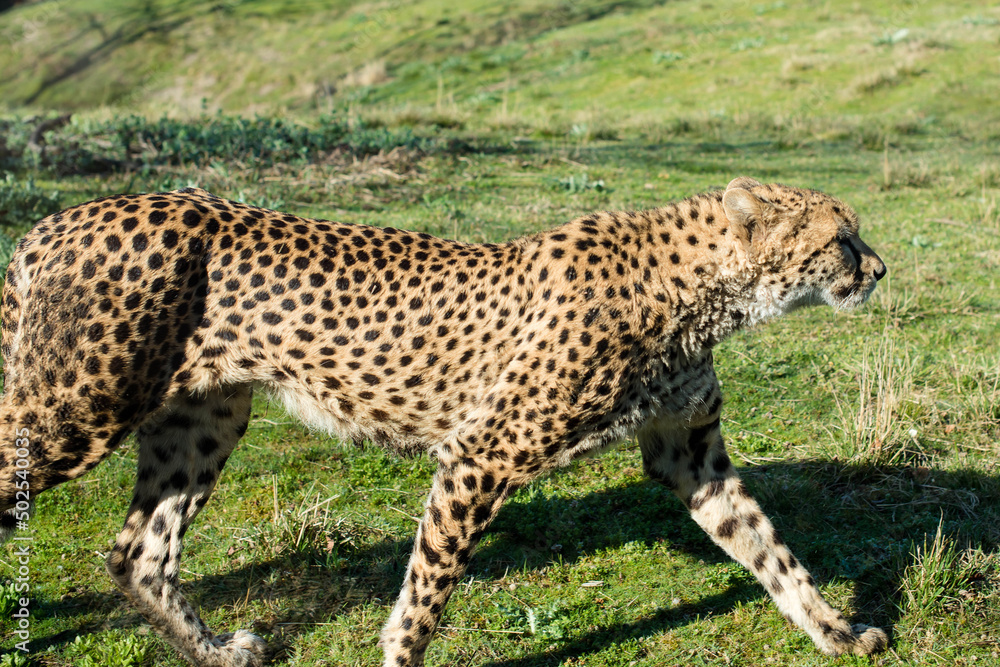 close-up cheetah walking in the savannah close-up cheetah walking in the savannah
