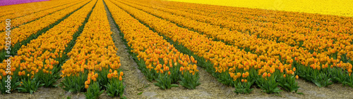 Panoramic landscape of colorful beautiful blooming tulip field in Holland Netherlands in spring, illuminated by the sun - Tulips flowers background banner panorama.