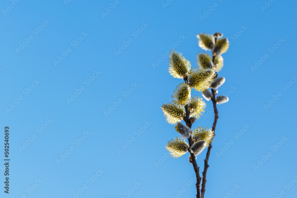 willow flowers on a background of blue sky. Blooming willow twigs and furry willow-catkins willow flowers on a background of blue sky. Blooming willow twigs and furry willow-catkins