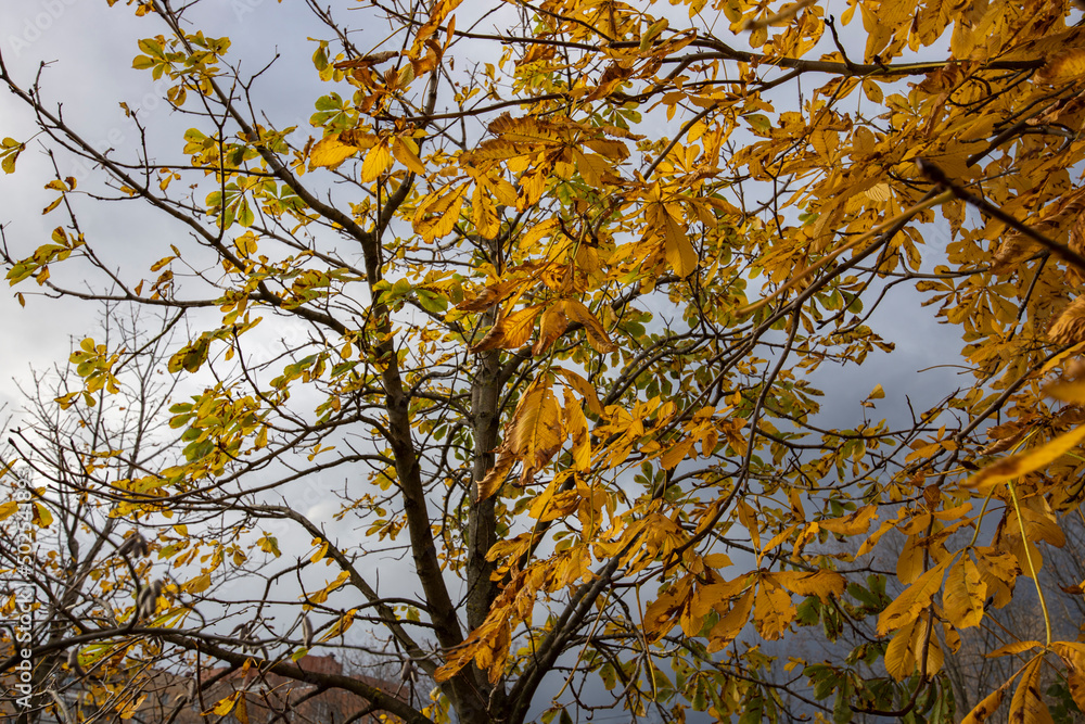 The sun illuminates the tree with leaves. Bright, yellow leaves on a tree. The sun illuminates the tree with leaves. Bright, yellow leaves on a tree.