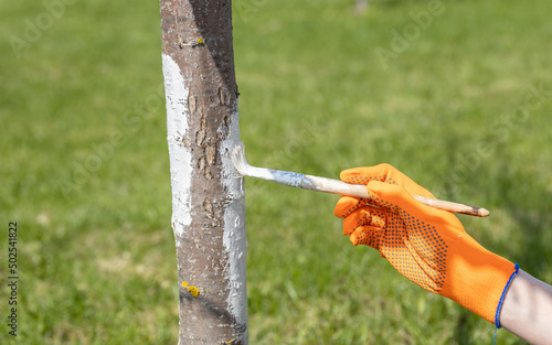 whitewashing trees in the garden. A girl in orange gloves paints a tree with a brush.
