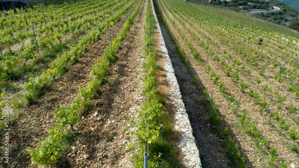 rows of vines in the field