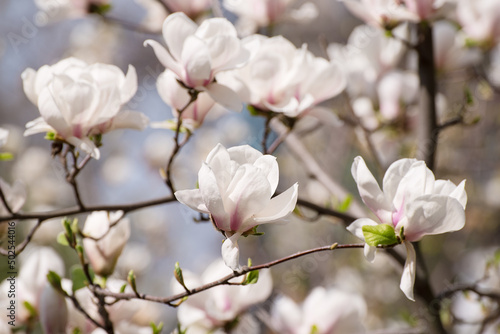 Fototapeta Naklejka Na Ścianę i Meble -  Magnolia spring flowers
